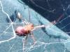 Steatoda grossa